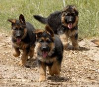 German Shepherd S.T.A.R puppy