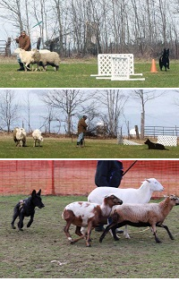 German Shepherd Herding